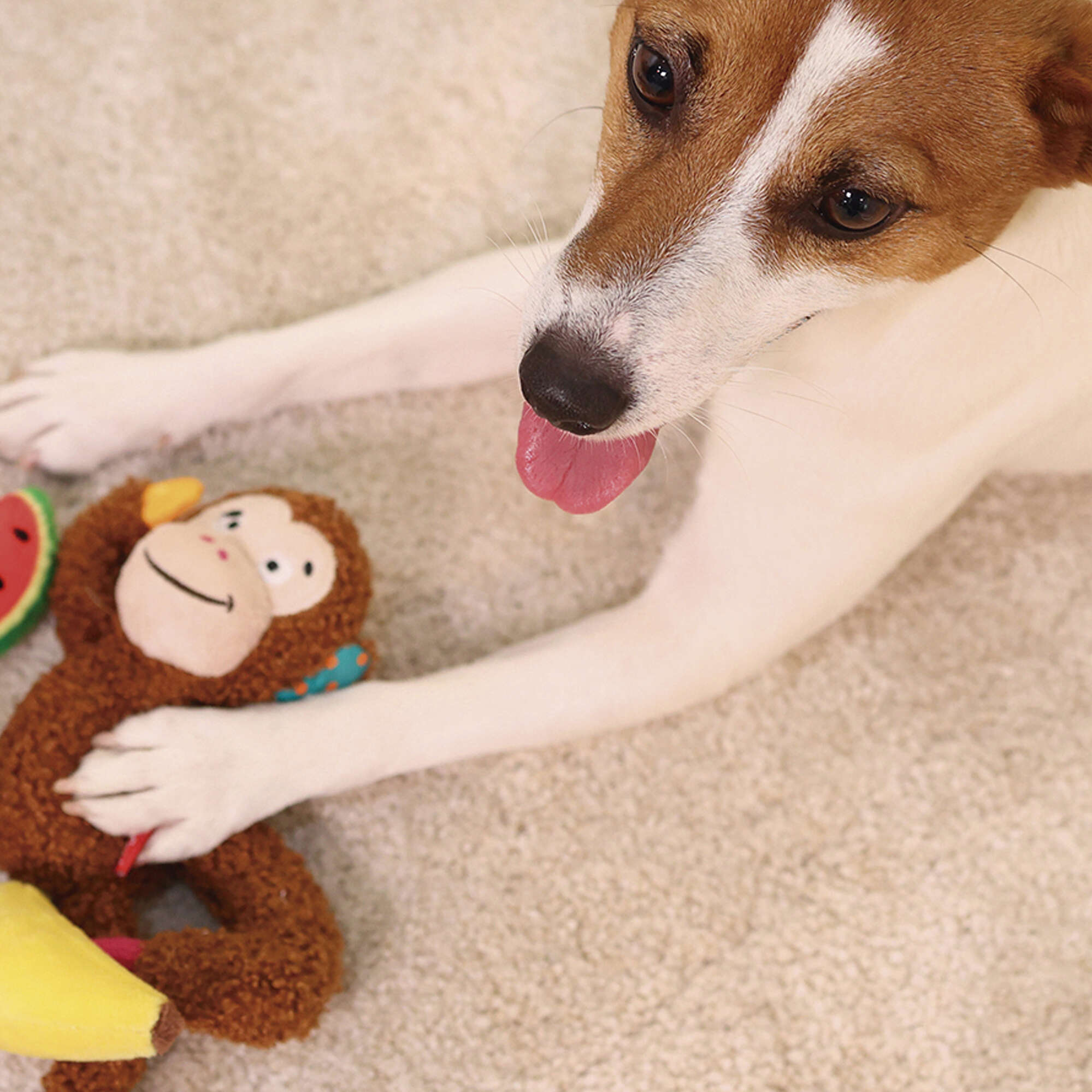 Juguete mono con fruta Plush Friendz GiGwi