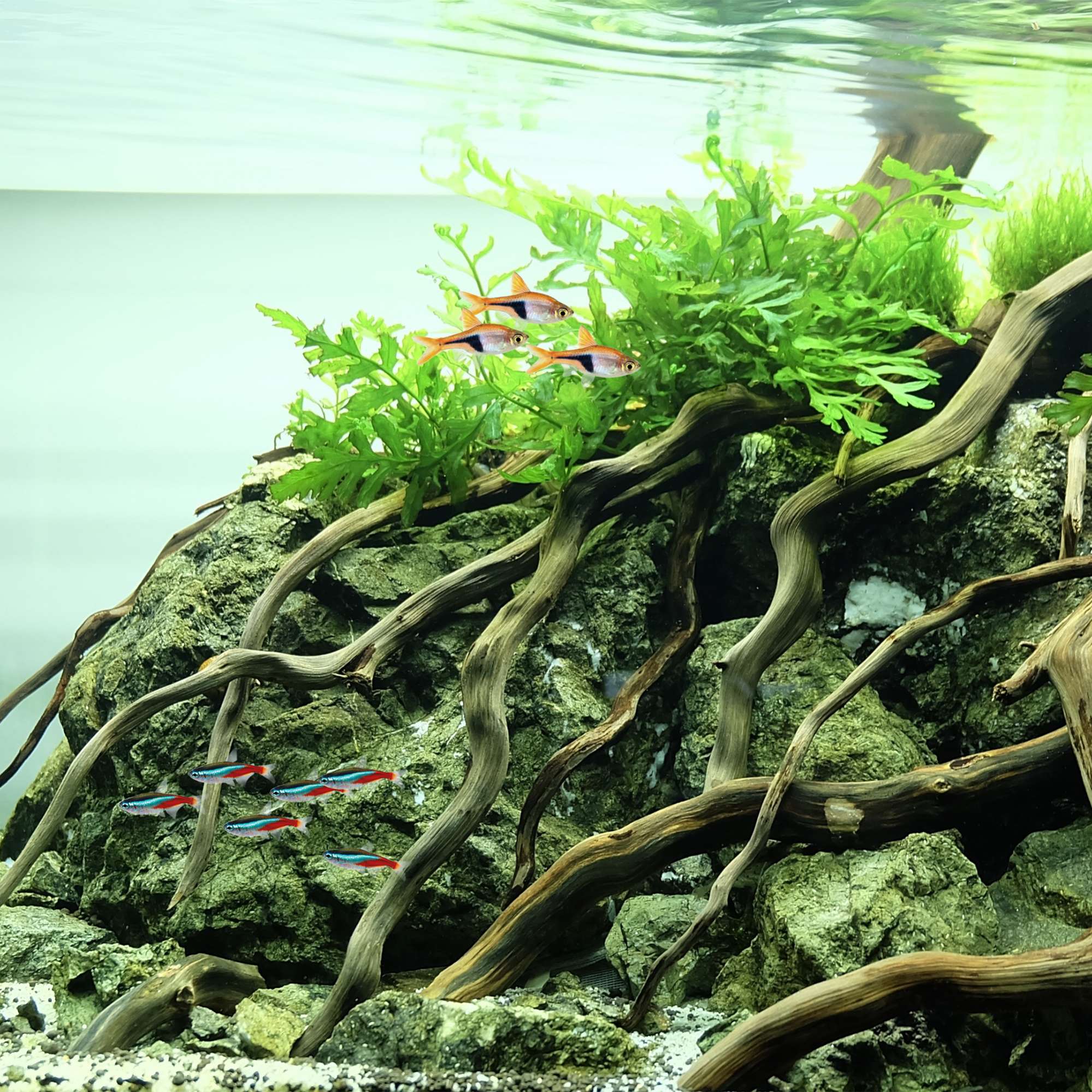 Raíces naturales Black-River Mix (6 kg aprox.)
