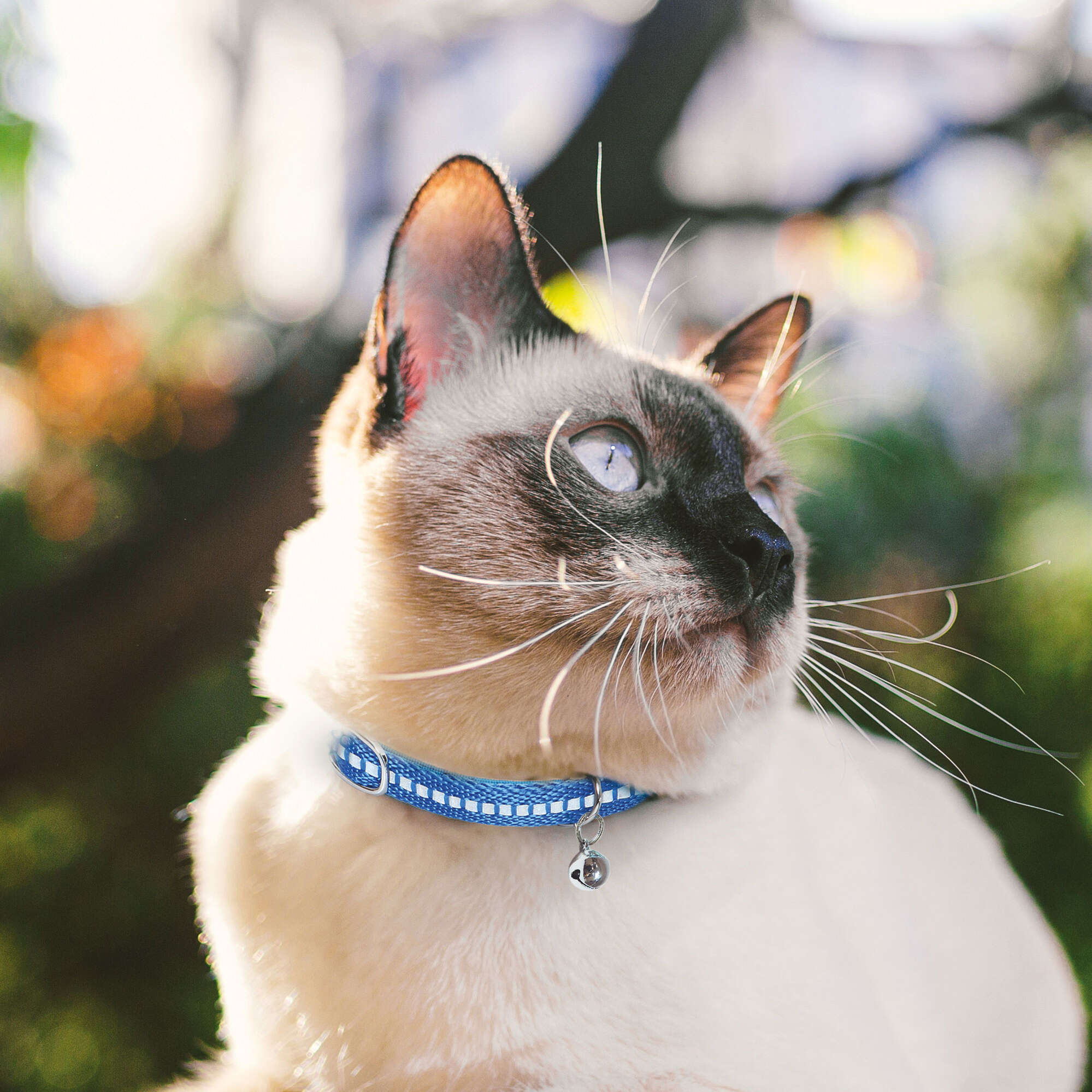 Collar reflectante Premier CAT