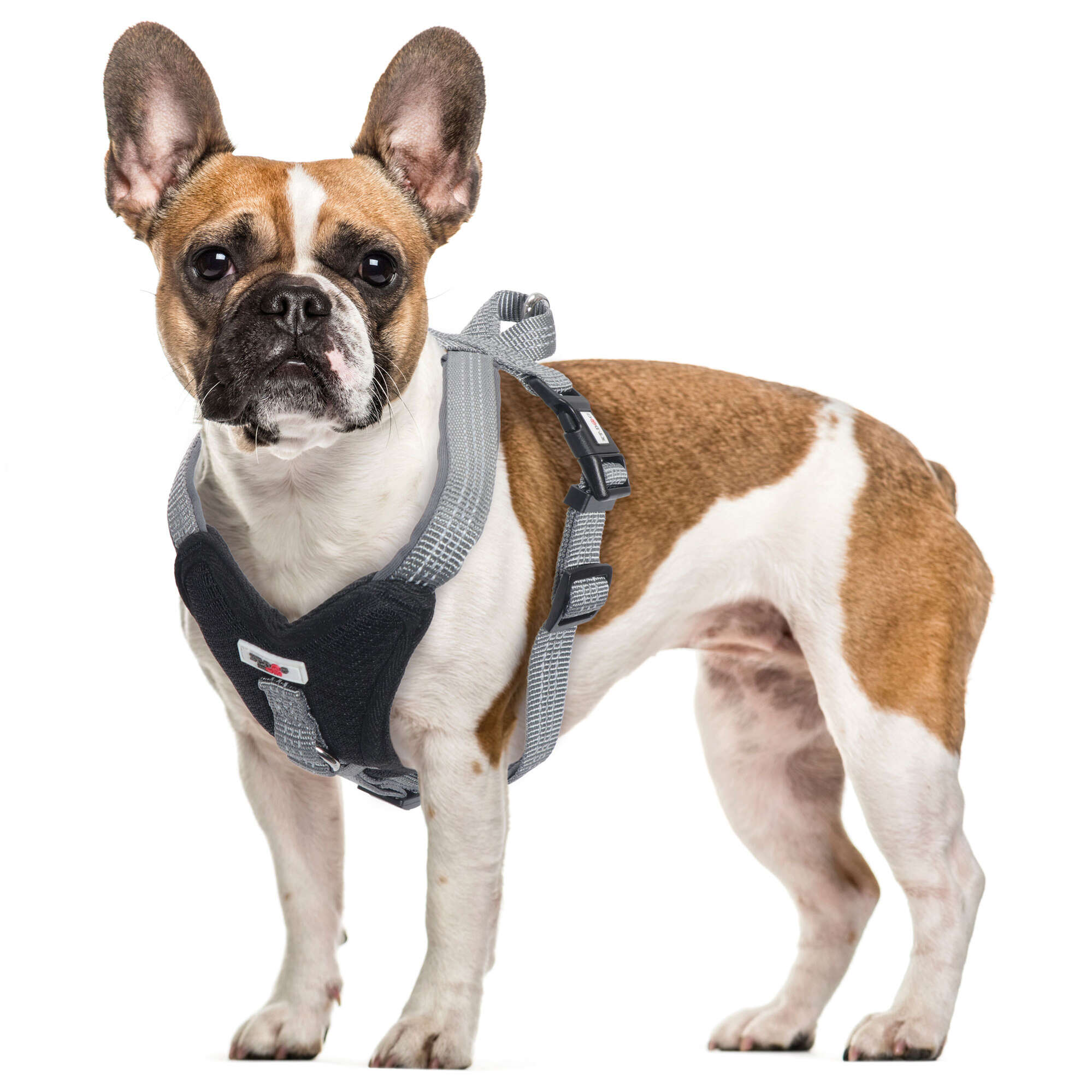 Arnés Extreme negro XT-DOG