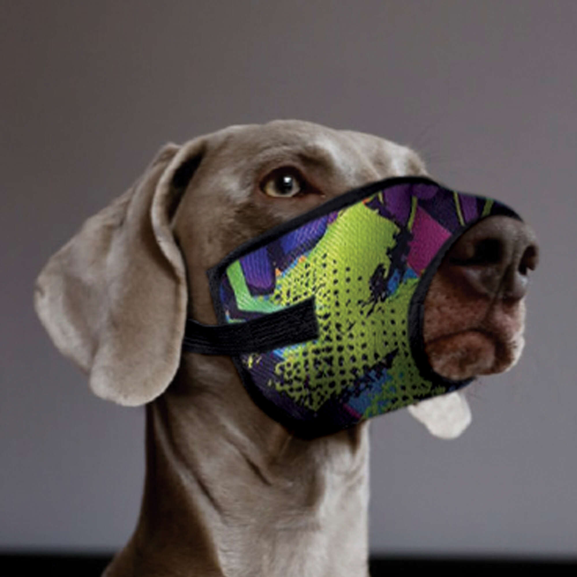 Bozal de nylon GRAFITI XT-DOG
