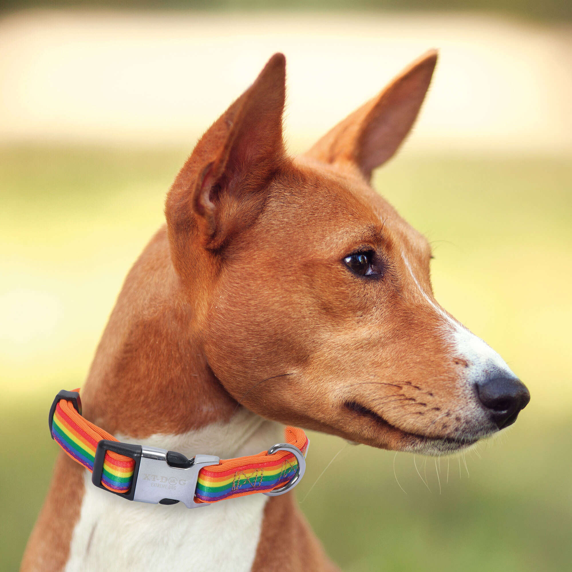 Collar Arcoíris acolchado XT-DOG