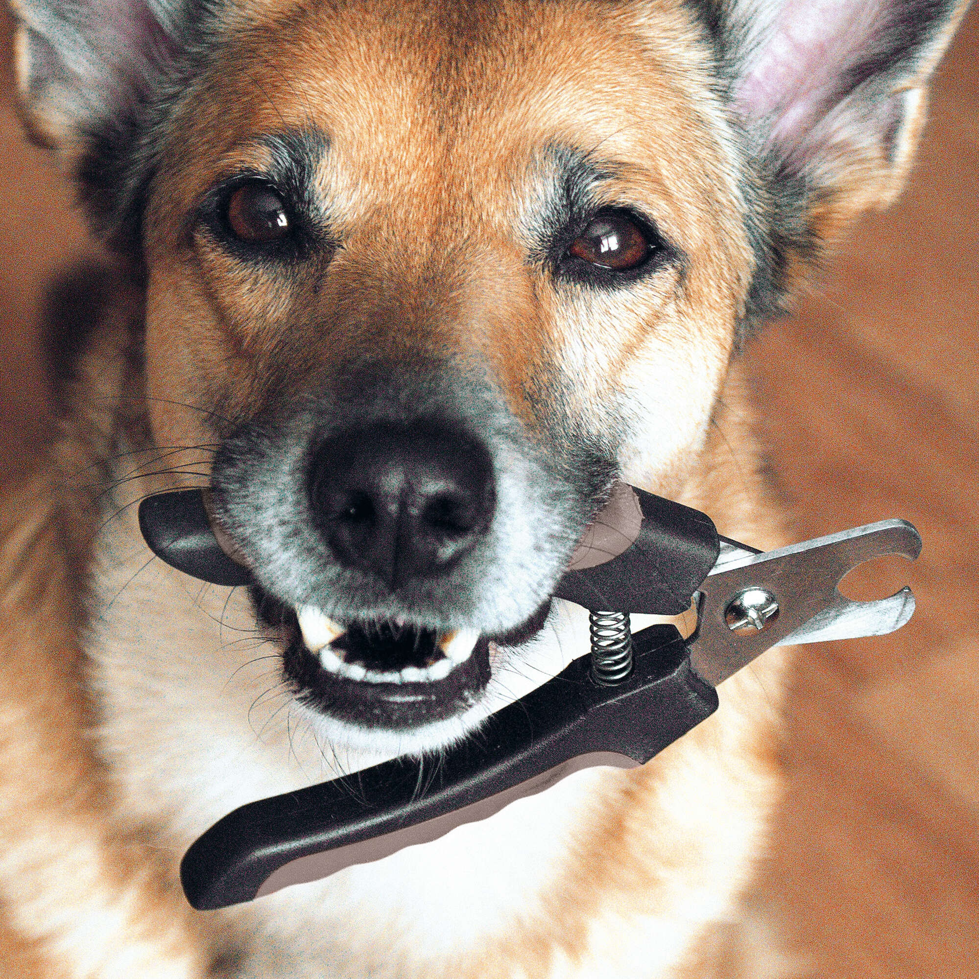 Tenaza cortaúñas con seguro XT-DOG