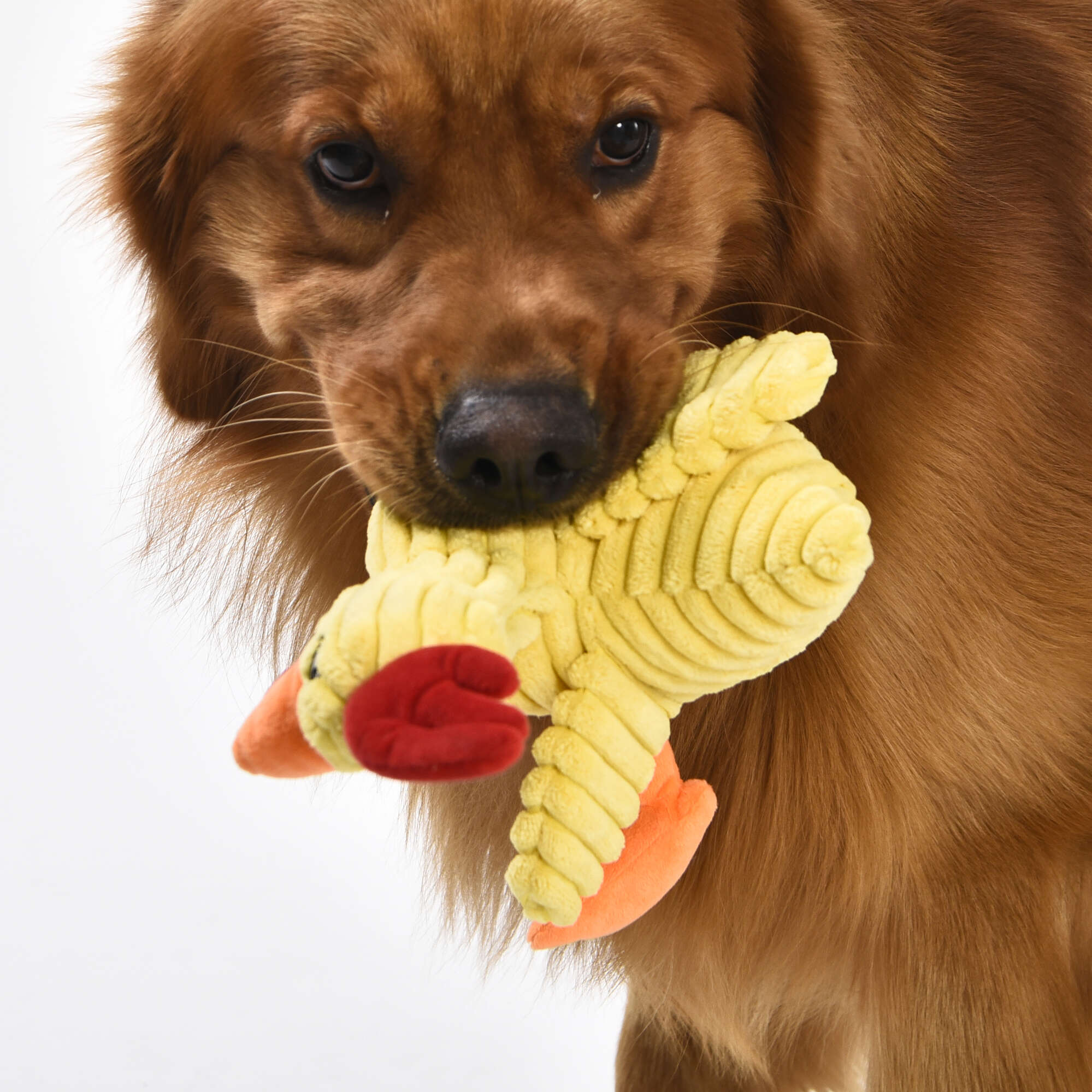 Juguete Pato Premier DOG