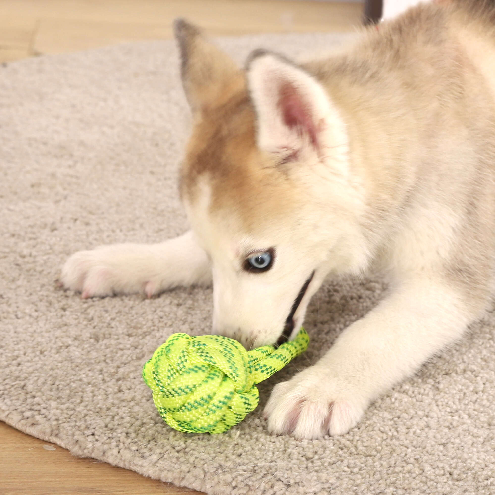 Tirador con pelota dental XT-DOG