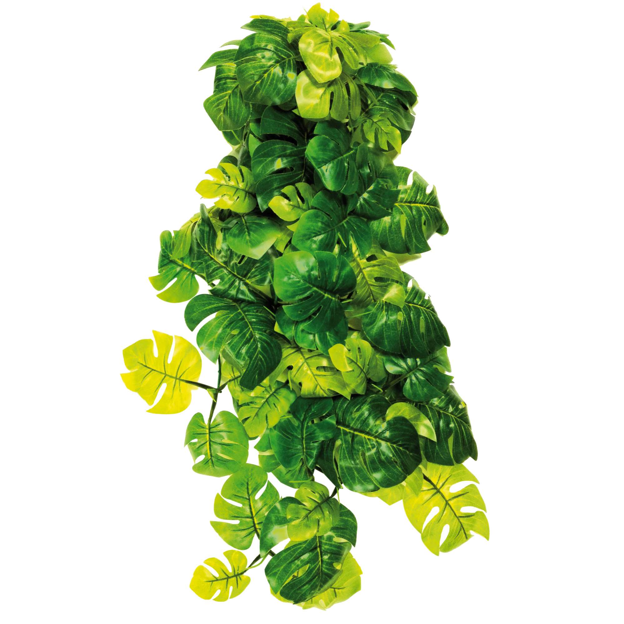 Philodendron de ICA