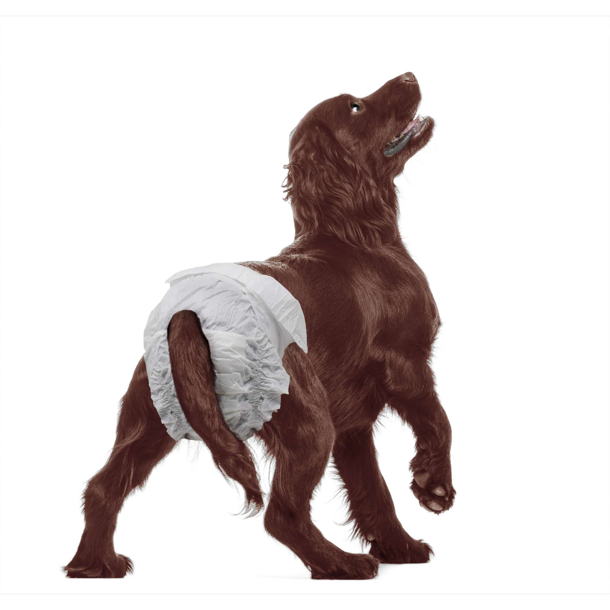 Pañales Doggy Slips
