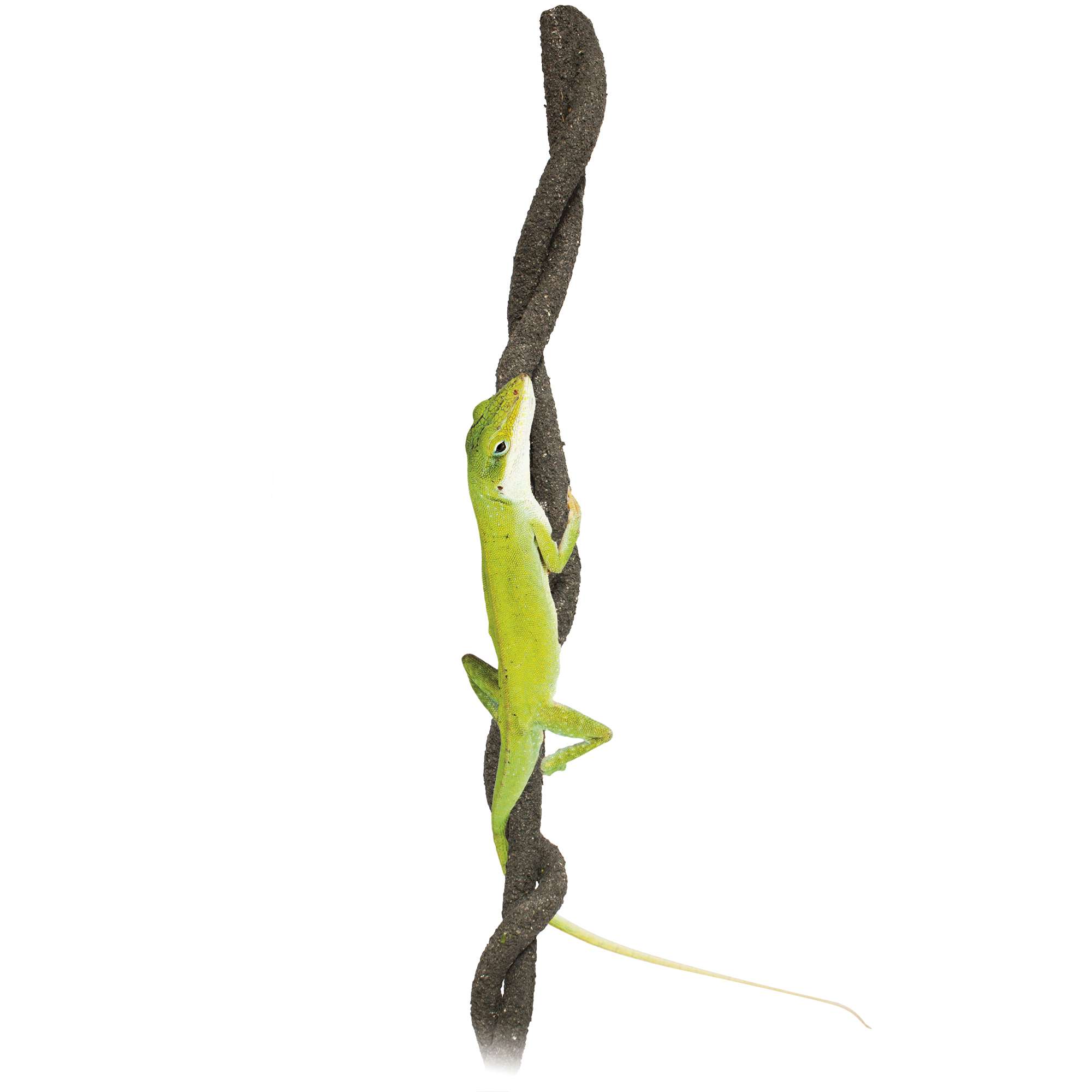 Liana para reptiles REPTI-SELVA