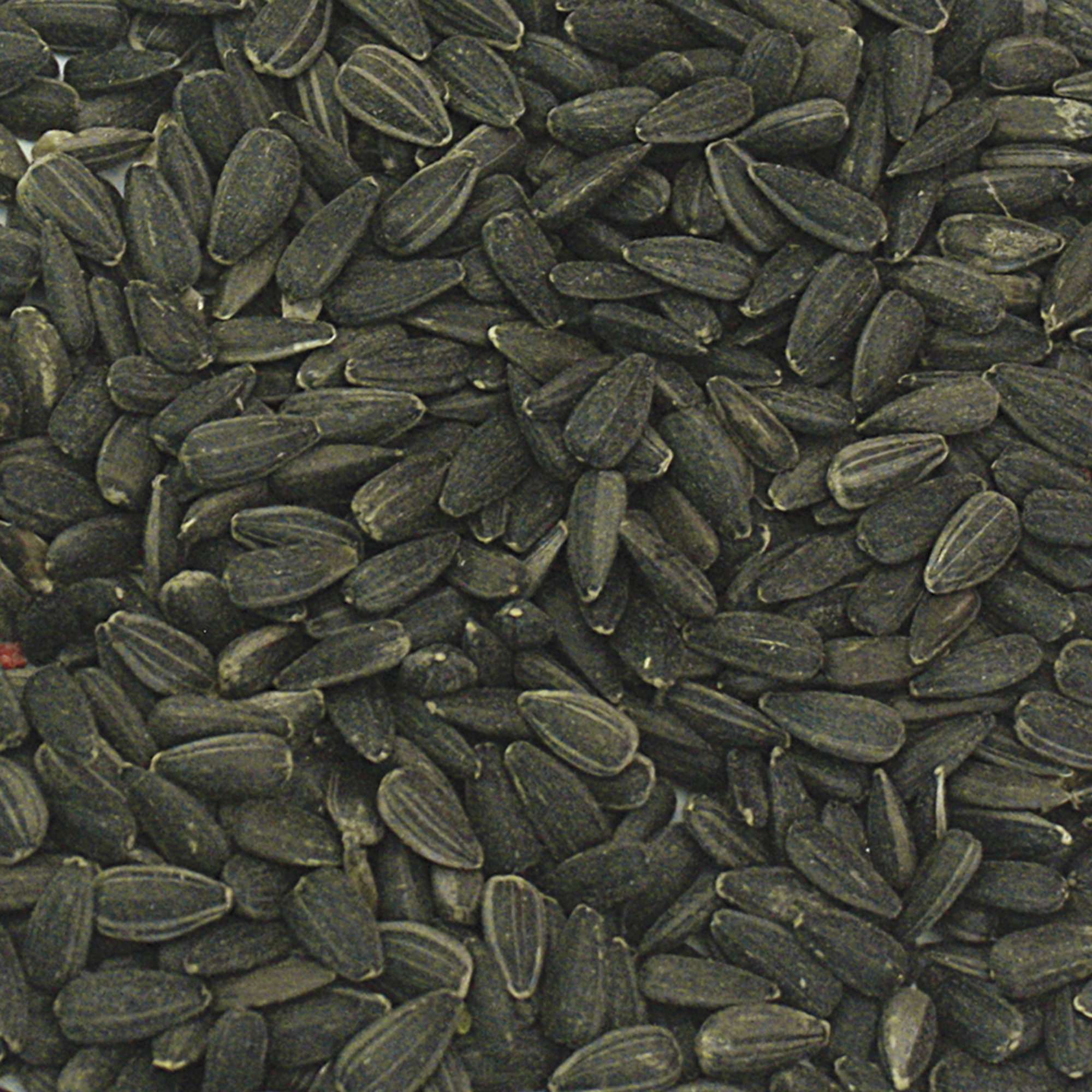 Pipas negras Vit Pro Delicatessen en bolsa