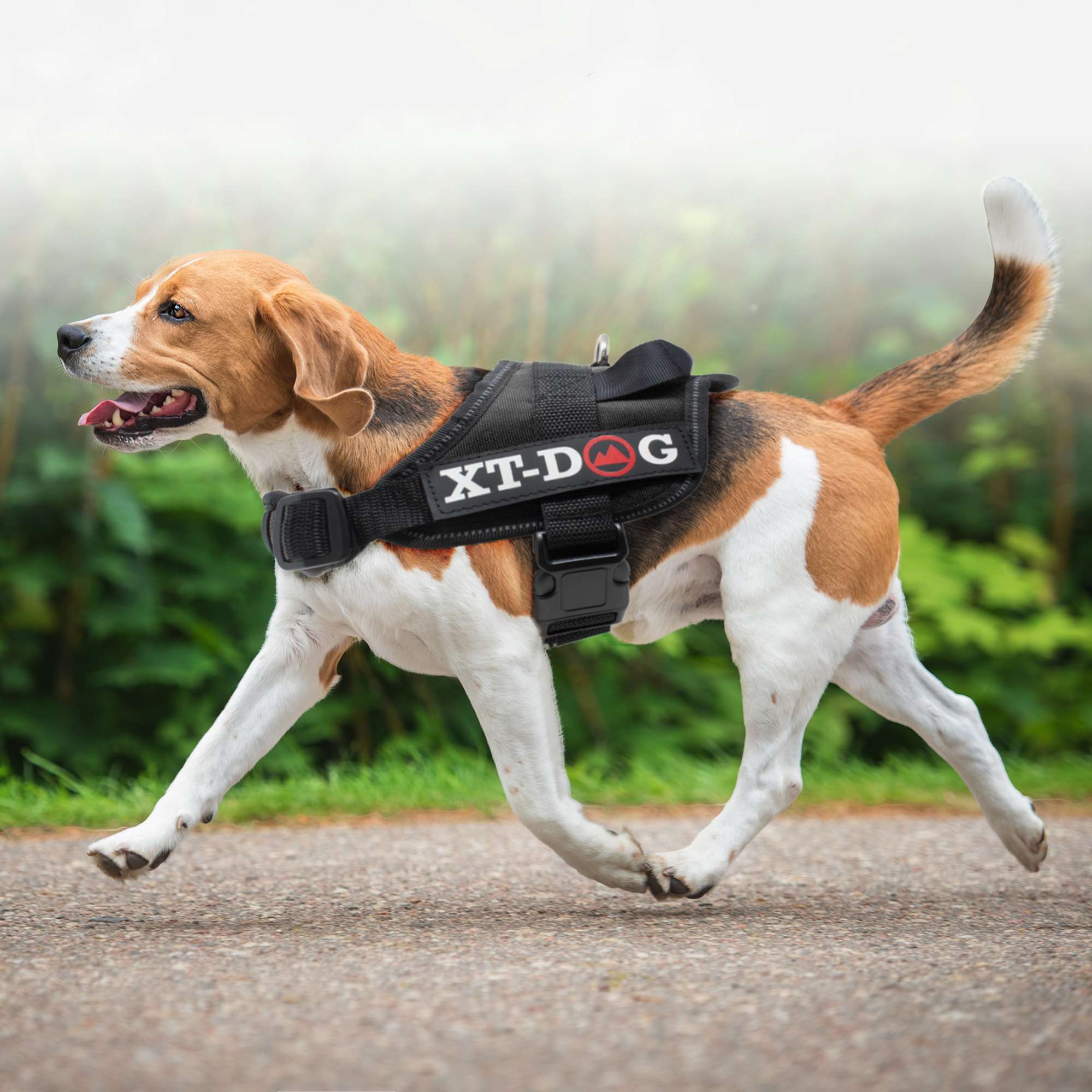 Arnés de seguridad negro XT-DOG